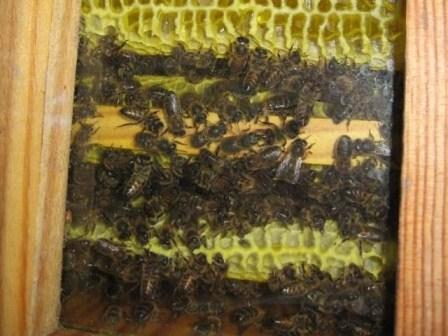 colonie abeilles