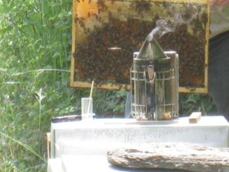 apiculture