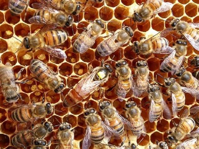 apiculture