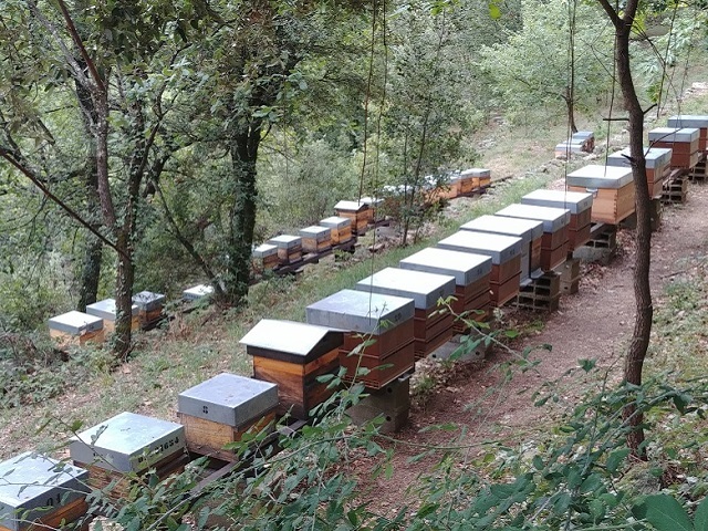 apiculture