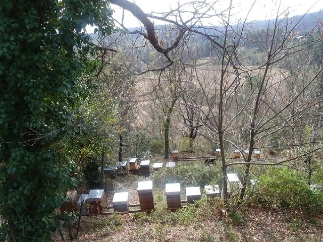 ruches Warre