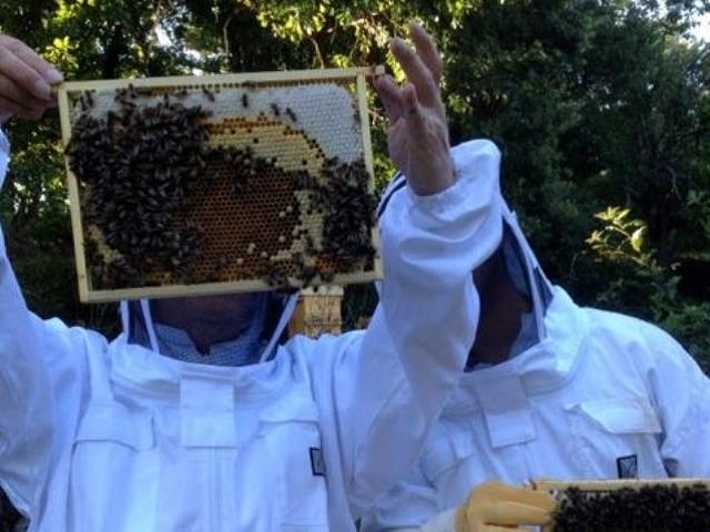 apiculture-warré